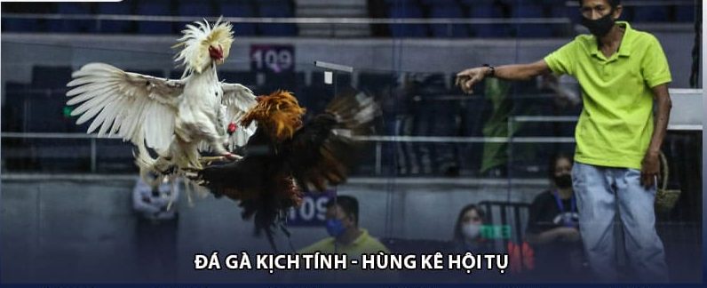 Đá gà kịch tính - Hùng kê hội tụ
